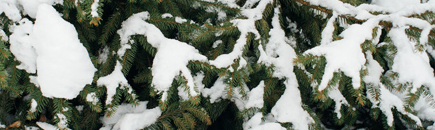 Sapin