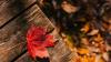 🍂 COLLECTE DES FEUILLES