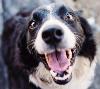 RAPPEL AUX PROPRIÉTAIRES DE CHIEN(S) : PROCÉDEZ À VOTRE INSCRIPTION AVANT LE 31 DÉCEMBRE