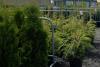 Édition 2021 du programme de don d’arbres