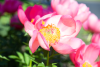 Hommage aux horticulteurs de Saint-Bruno