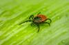 PRÉSENCE DE LA MALADIE DE LYME EN MONTÉRÉGIE